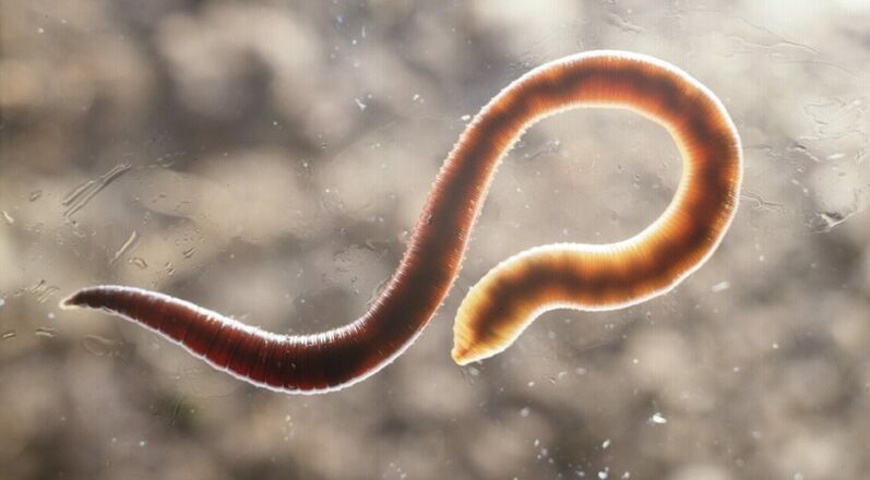 паразит червей от човешкото тяло