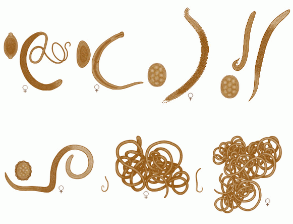 разновидности на червеи в човешкото тяло