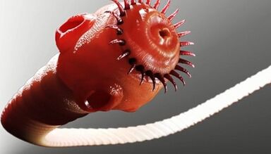 Видове паразити в човешкото тяло